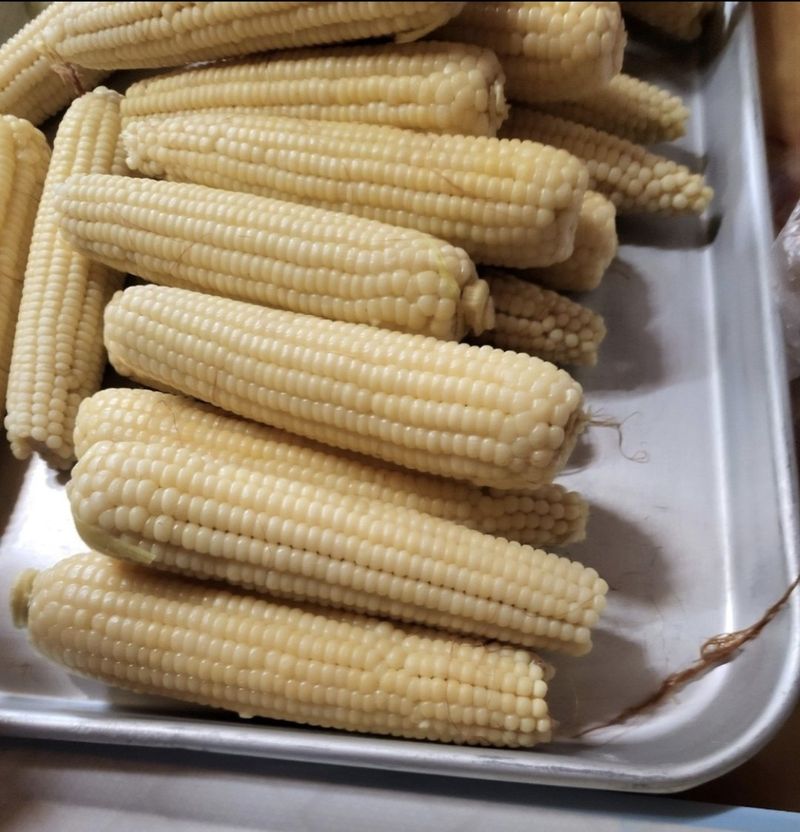 장터 상품 [[판매완료]강원도 찰옥수수 20개] 썸네일