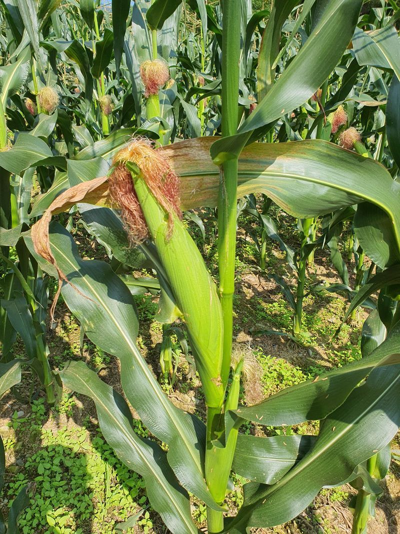 안길수님의 장터 판매 상품 [[판매완료]강원도 찰옥수수 20개] 첨부 사진