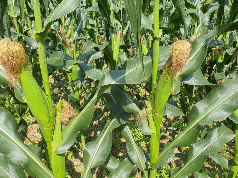 안길수님의 장터 판매 상품 [[판매완료]강원도 찰옥수수 20개] 첨부 사진