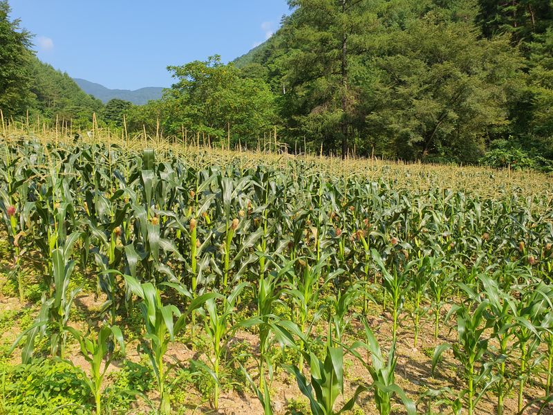 안길수님의 장터 판매 상품 [[판매완료]강원도 찰옥수수 20개] 첨부 사진
