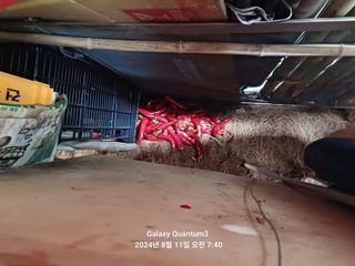 전진규.해돋이님의 고추 · 병해충상담 작성글 사진