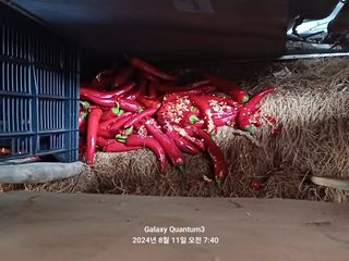 전진규.해돋이님의 고추 · 병해충상담 작성글 사진