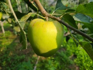 화성농원님의 사과 · 품질 향상 작성글 사진