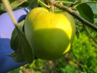 화성농원님의 사과 · 품질 향상 작성글 사진