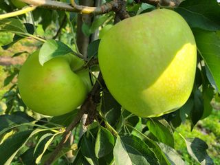 화성농원님의 사과 · 품질 향상 작성글 사진