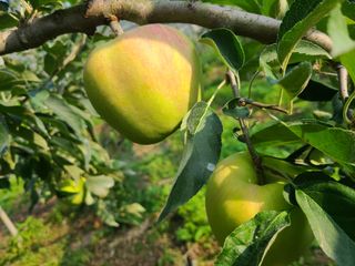 화성농원님의 사과 · 품질 향상 작성글 사진