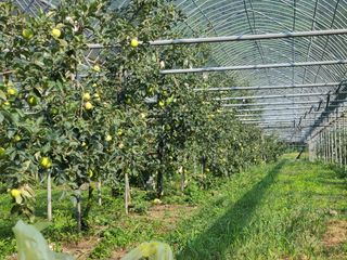 화성농원님의 사과 · 품질 향상 작성글 사진