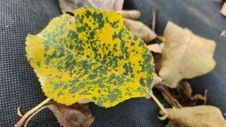 민완식님의 농사, 무엇이든 물어보세요! · 참여글 작성글 사진