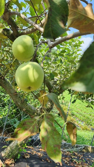 민완식님의 농사, 무엇이든 물어보세요! · 참여글 작성글 사진