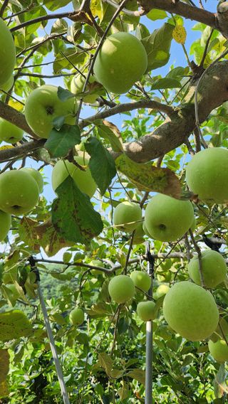 민완식님의 농사, 무엇이든 물어보세요! · 참여글 작성글 사진