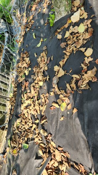 민완식님의 농사, 무엇이든 물어보세요! · 참여글 작성글 사진