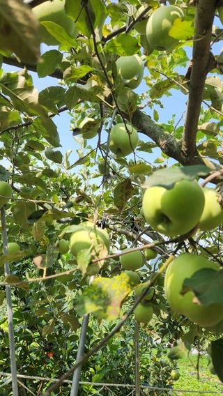 민완식님의 농사, 무엇이든 물어보세요! · 참여글 작성글 사진