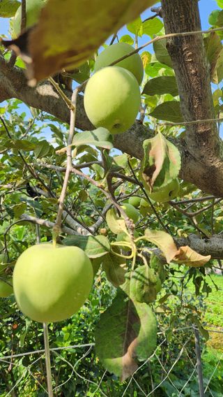 민완식님의 농사, 무엇이든 물어보세요! · 참여글 작성글 사진