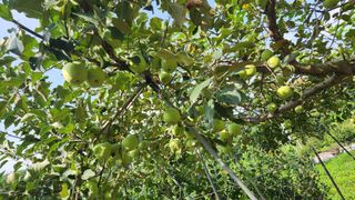 민완식님의 농사, 무엇이든 물어보세요! · 참여글 작성글 사진