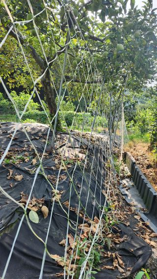 민완식님의 농사, 무엇이든 물어보세요! · 참여글 작성글 사진