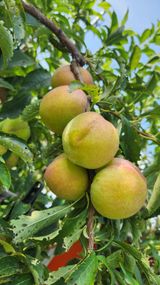 팜모닝 자유주제·자유게시판 게시글 이미지