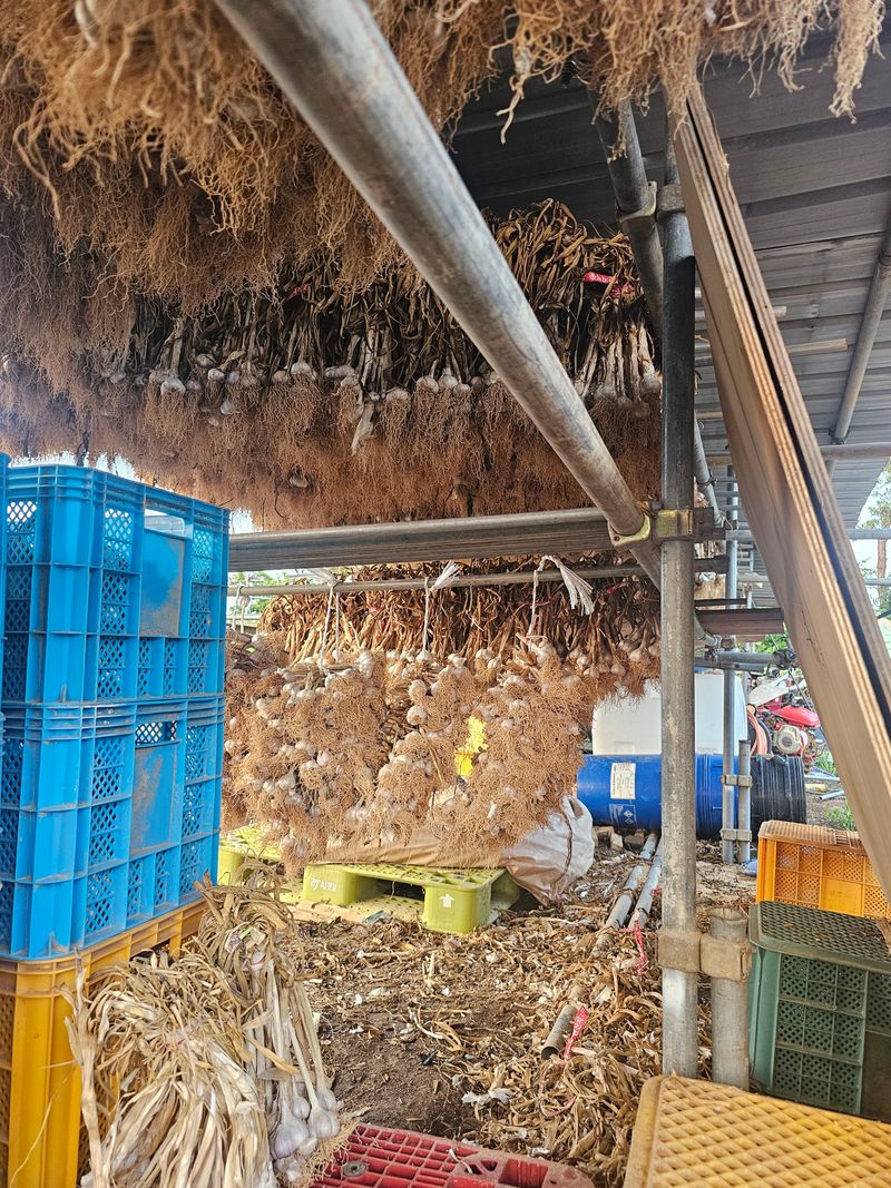 장터 상품 [서산토종육쪽마늘 판매완료요] 썸네일