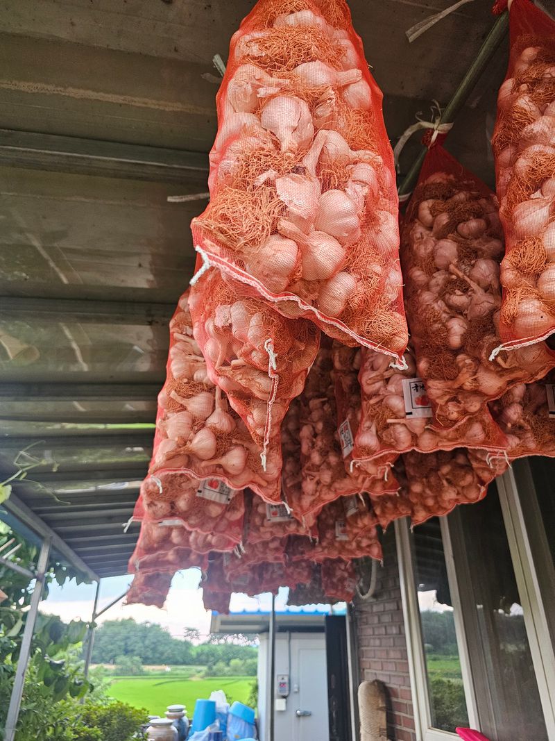아산울시님의 장터 판매 상품 [서산토종육쪽마늘 판매완료요] 첨부 사진