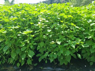 정덕균님의 들깨 · 영농일지 작성글 사진