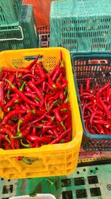 팜모닝 자유주제·자유게시판 게시글 이미지