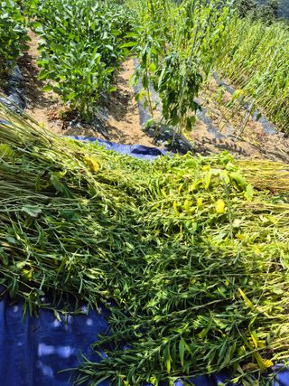 동부0079님의 참깨 · 영농일지 작성글 사진