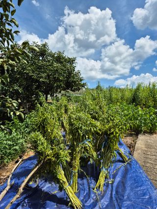 동부0079님의 참깨 · 영농일지 작성글 사진
