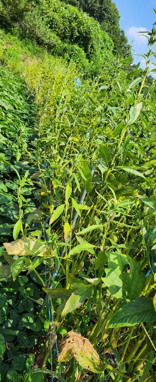 동동이님의 참깨 · 영농일지 작성글 사진