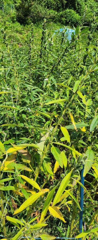 동동이님의 참깨 · 영농일지 작성글 사진