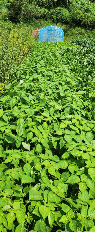 동동이님의 참깨 · 영농일지 작성글 사진