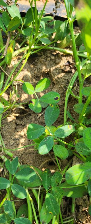 동동이님의 참깨 · 영농일지 작성글 사진