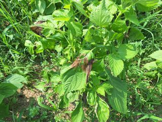 들깨1095님의 들깨 · 병해충상담 작성글 사진