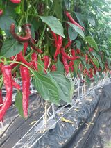 팜모닝 고추·영농일지 게시글 이미지