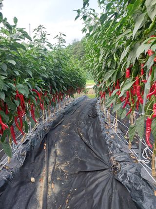 지금은 공돌이님의 고추 · 영농일지 작성글 사진