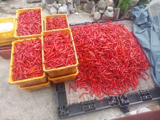 지금은 공돌이님의 고추 · 영농일지 작성글 사진