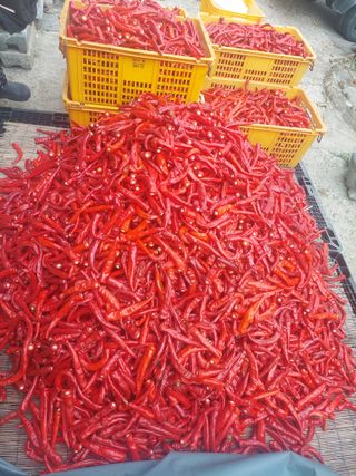 지금은 공돌이님의 고추 · 영농일지 작성글 사진