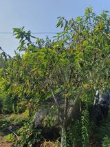 팜모닝 기타작물·병해충상담 게시글 이미지