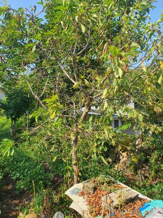 죽장인님의 기타작물 · 병해충상담 작성글 사진