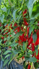 팜모닝 자유주제·자유게시판 게시글 이미지