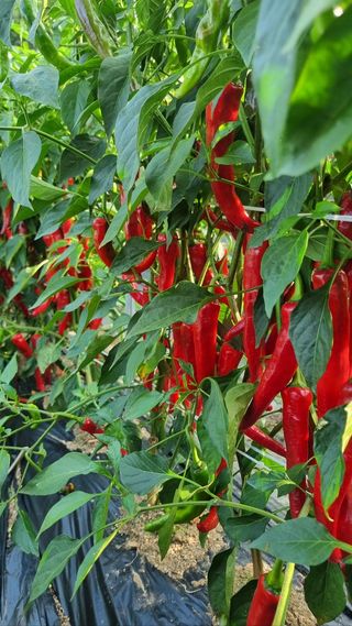 오늘도힘찬농부님의 자유주제 · 자유게시판 작성글 사진