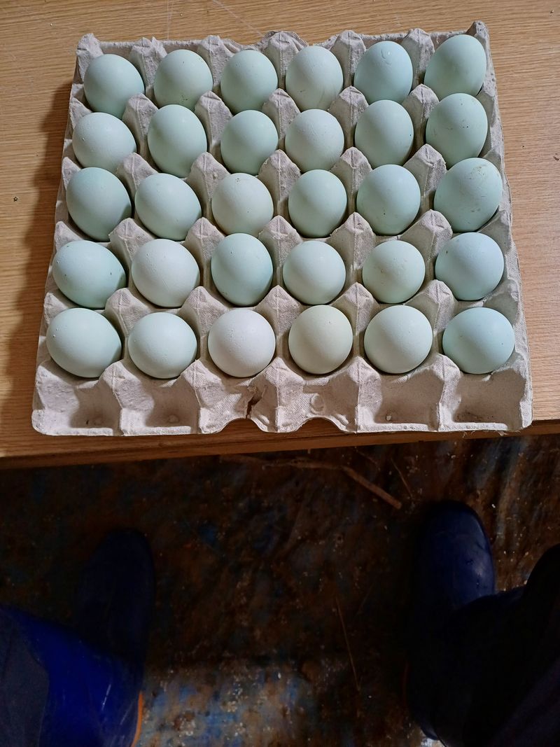 장터 상품 [청계알판매(유정란)1개1.500원] 썸네일