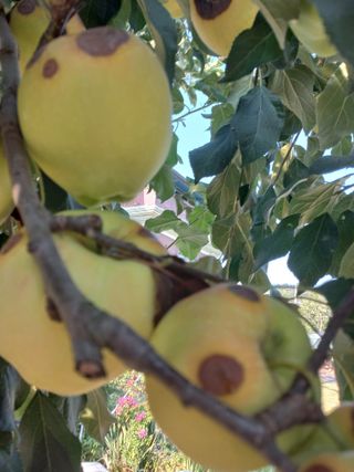 전진님의 사과 · 병해충상담 작성글 사진