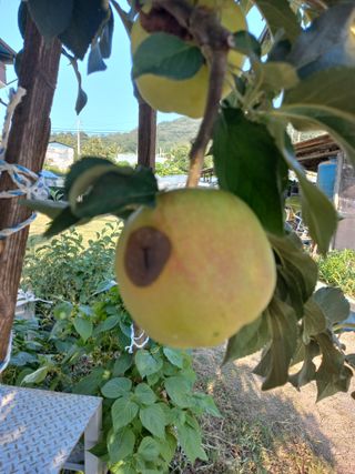 전진님의 사과 · 병해충상담 작성글 사진