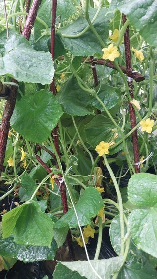 위수강님의 오이 · 영농일지 작성글 사진