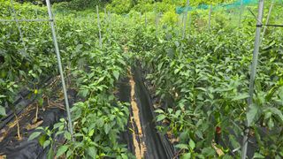 이종애님의 고추 · 영농일지 작성글 사진