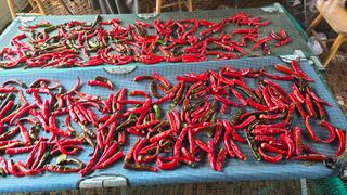 이종애님의 고추 · 영농일지 작성글 사진