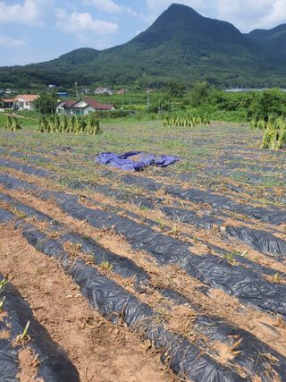 김영복님의 자유주제 · 자유게시판 작성글 사진