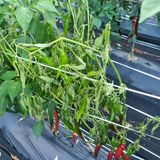 팜모닝 고추·병해충상담 게시글 이미지