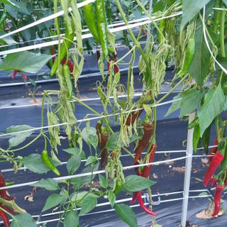 김성각님의 고추 · 병해충상담 작성글 사진