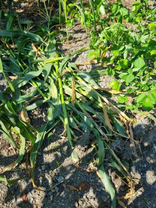 김용대님의 자유주제 · 자유게시판 작성글 사진