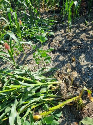 김용대님의 자유주제 · 자유게시판 작성글 사진